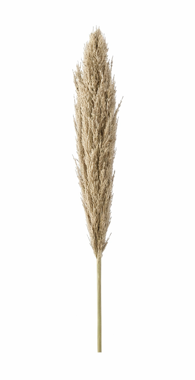 Single  Dried Pampas Grass Stem