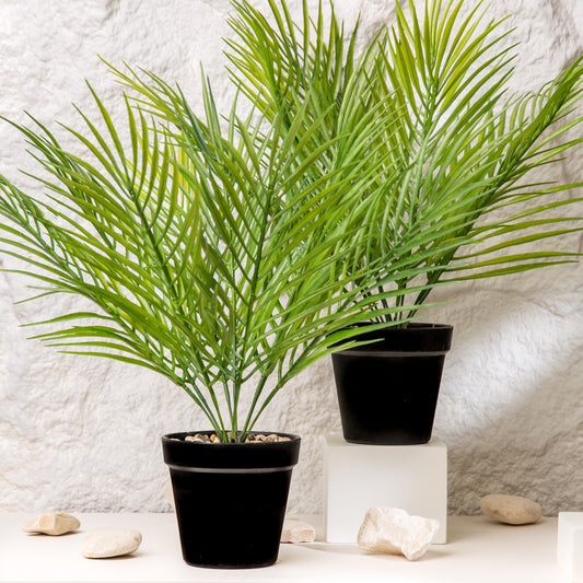 Areca Palm Pot