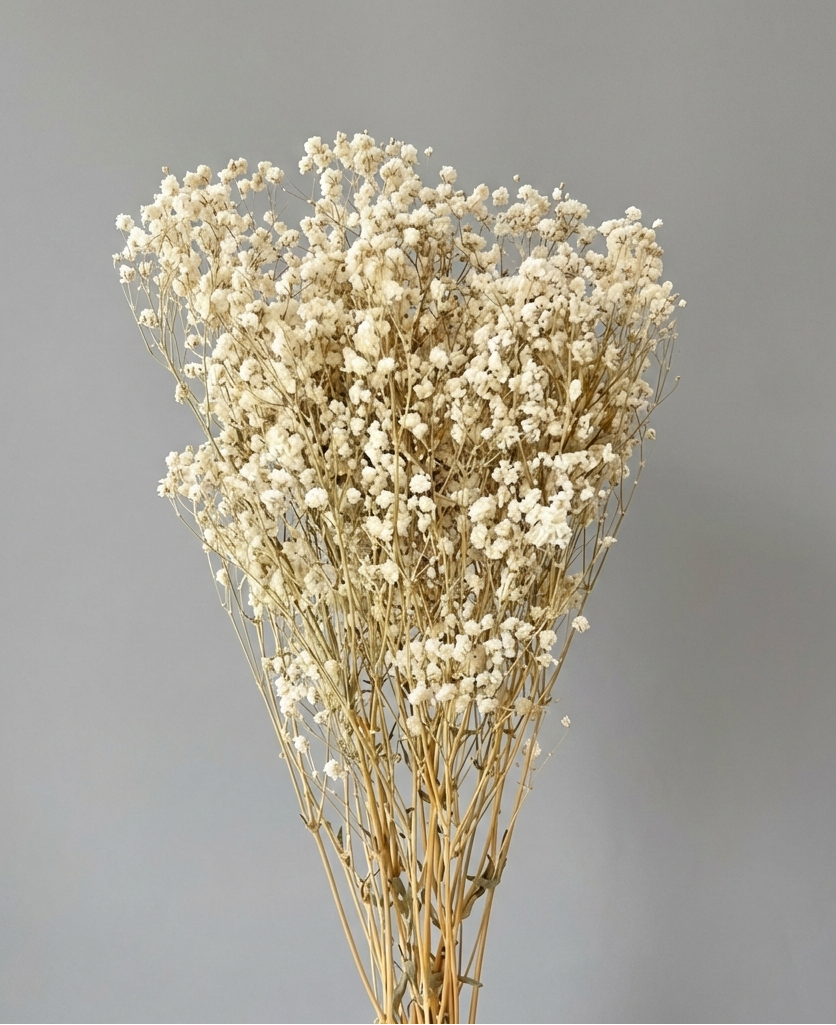Dried Gypsophila Bundle