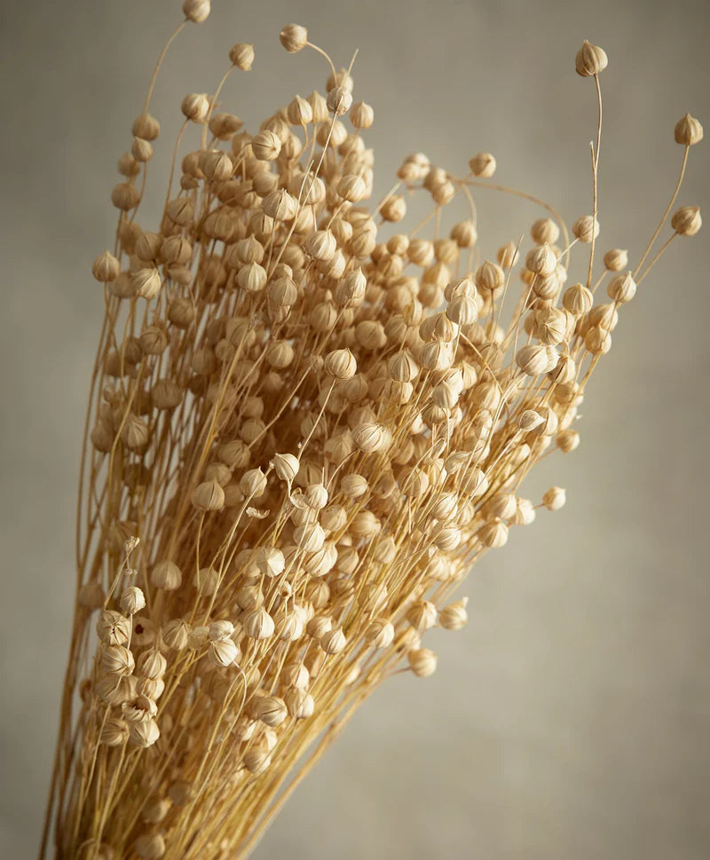 Dried Flax Natural Flowers