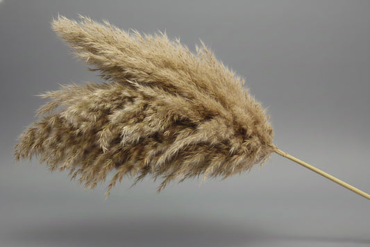 Single  Dried Pampas Grass Stem