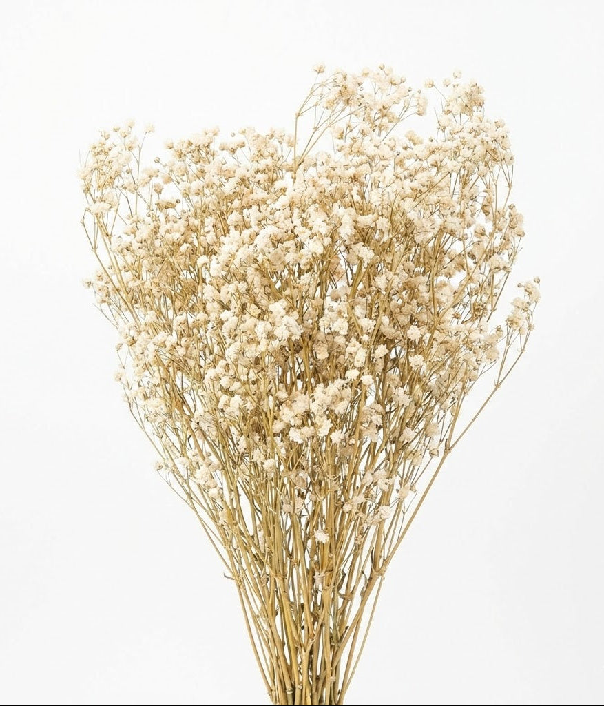 Dried Gypsophila Bundle